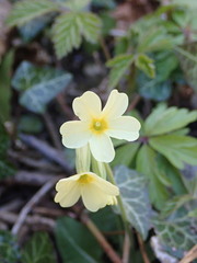 Primula elatior