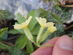 Primula elatior