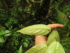 Acalypha diversifolia