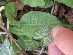 Primula elatior