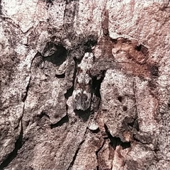 Caryocolum junctella
