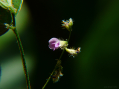 Teramnus labialis