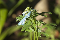 Corydalis elata