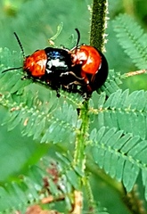 Chalcomela nitida