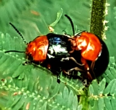 Chalcomela nitida