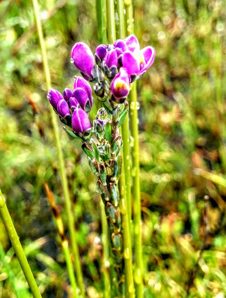 Mountain Milkwort