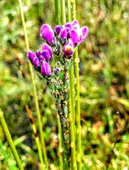 Comesperma retusum