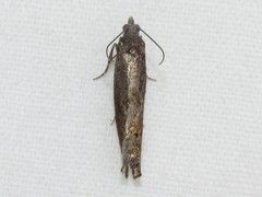 Pseudexentera mali