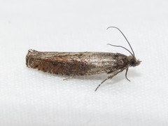 Pseudexentera mali