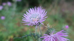 Galactites tomentosus
