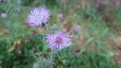 Galactites tomentosus