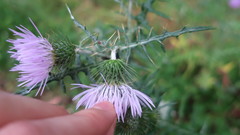 Galactites tomentosus