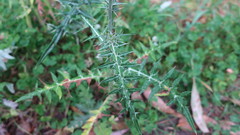 Galactites tomentosus