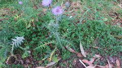 Galactites tomentosus