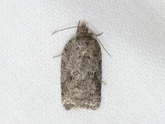 Acleris maximana