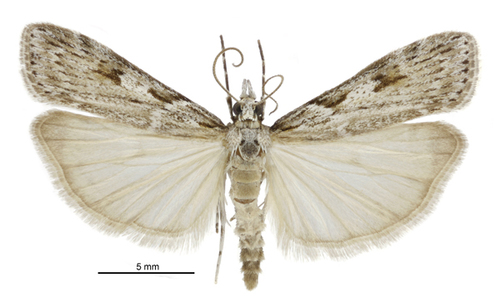 Scoparia halopis photo 3