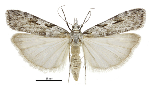 Scoparia halopis photo 4