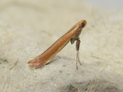 Caloptilia invariabilis