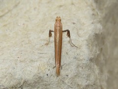 Caloptilia invariabilis