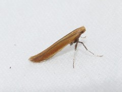 Caloptilia invariabilis