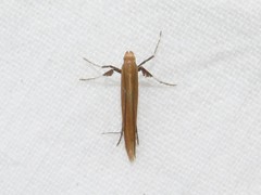 Caloptilia invariabilis