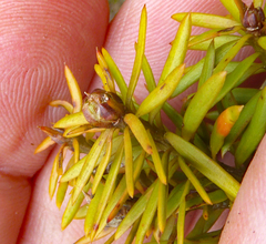 Podocarpus acutifolius