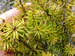 Podocarpus acutifolius