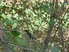 Crypsirina temia