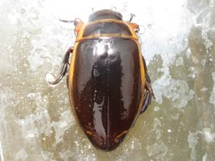 Dytiscus harrisii