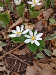 Sanguinaria canadensis