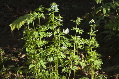 Corydalis elata