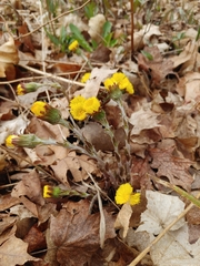 Tussilago farfara