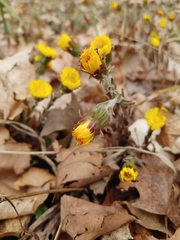Tussilago farfara