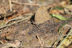 Pindis squamistriga