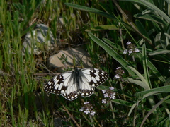 Melanargia occitanica