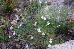 Lithotoma anethifolia
