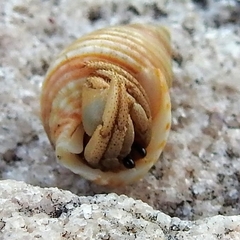 Coenobita variabilis