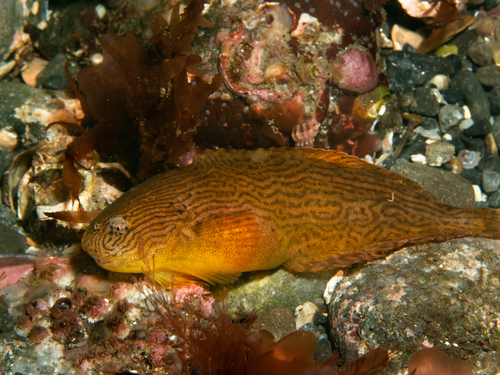 Montagu's Seasnail