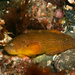 Montagu's Seasnail - Photo (c) Daniel Rodrigues, some rights reserved (CC BY-NC), uploaded by Daniel Rodrigues