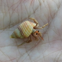 Coenobita variabilis