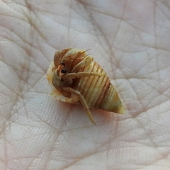 Coenobita variabilis