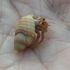 Coenobita variabilis