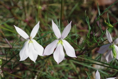 Lithotoma anethifolia