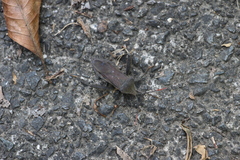 Pseudomictis distinctus