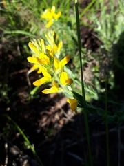 Genista tournefortii