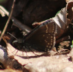 Erynnis brizo