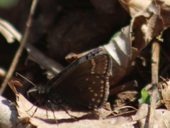 Erynnis brizo
