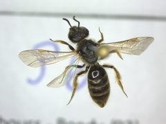 Lasioglossum