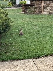 Sylvilagus floridanus