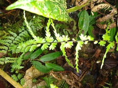 Asplenium dissectum